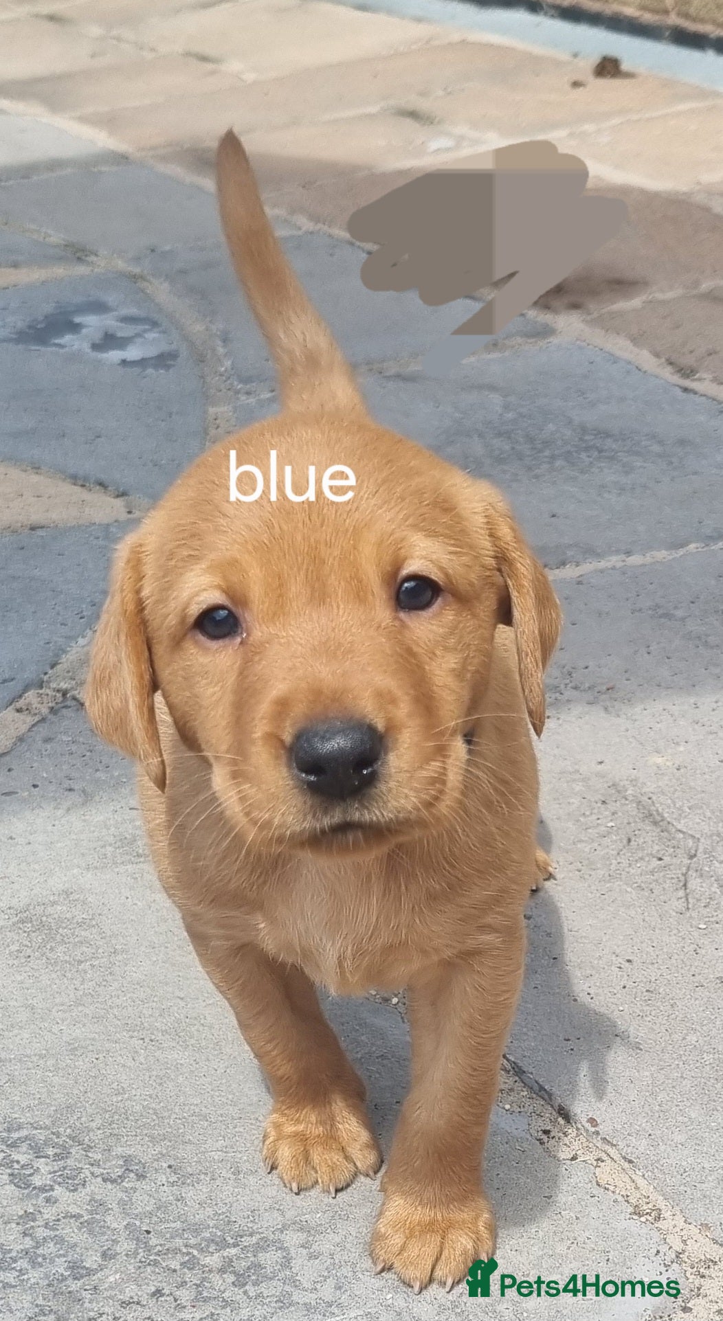 Labrador Retriever dogs Fox Red puppies kc reg working parents - Advert 2