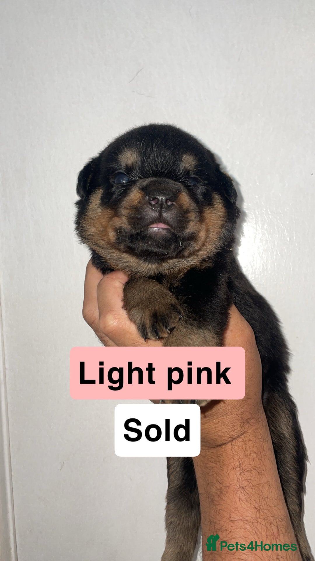 Rottweiler dogs for sale: 11 Chucky Rottweiler puppies for sale  - Image 7