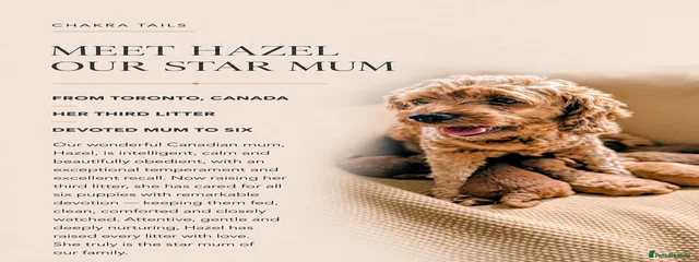 Hazel 