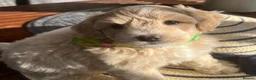 Maltipoo dogs for sale:  5 Absolutely Gorgeous Maltipoo Boys  - Advert 12