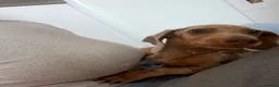Miniature Dachshund dogs for sale: Merlin  in Wakefield - Advert 5