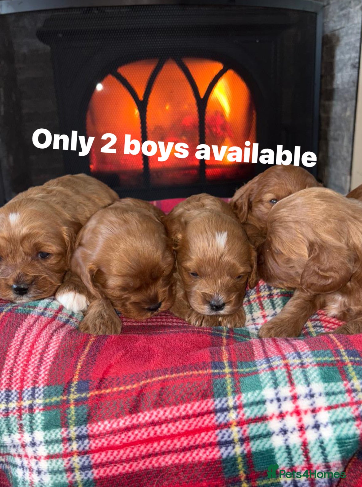 Cavapoo dogs Stunning cavapoo puppy 🐶  - Advert 1