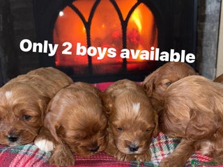 Cavapoo dogs Stunning cavapoo puppy 🐶 - Advert 6