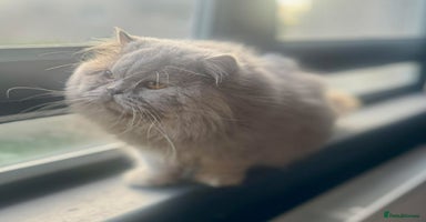British Shorthair cats - Advert 3