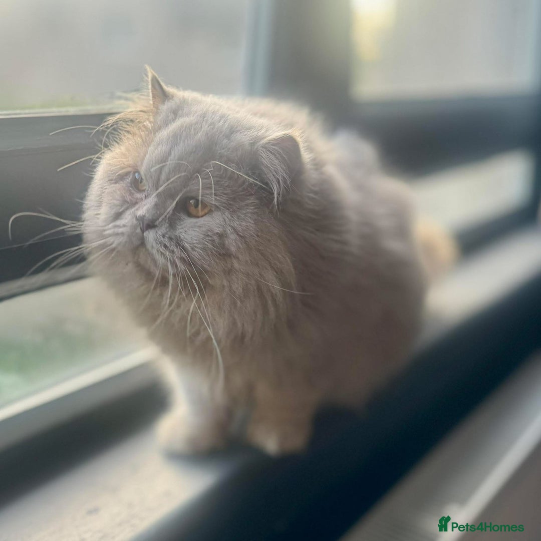 British Shorthair cats for sale: Fawn neutered male British longhair  - Image 2