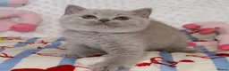 British Shorthair cats for sale: Ch sired GCCF Reg British shorthairs  - Advert 3