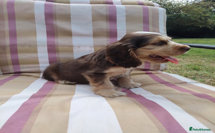 Cocker Spaniel dogs - Advert 1