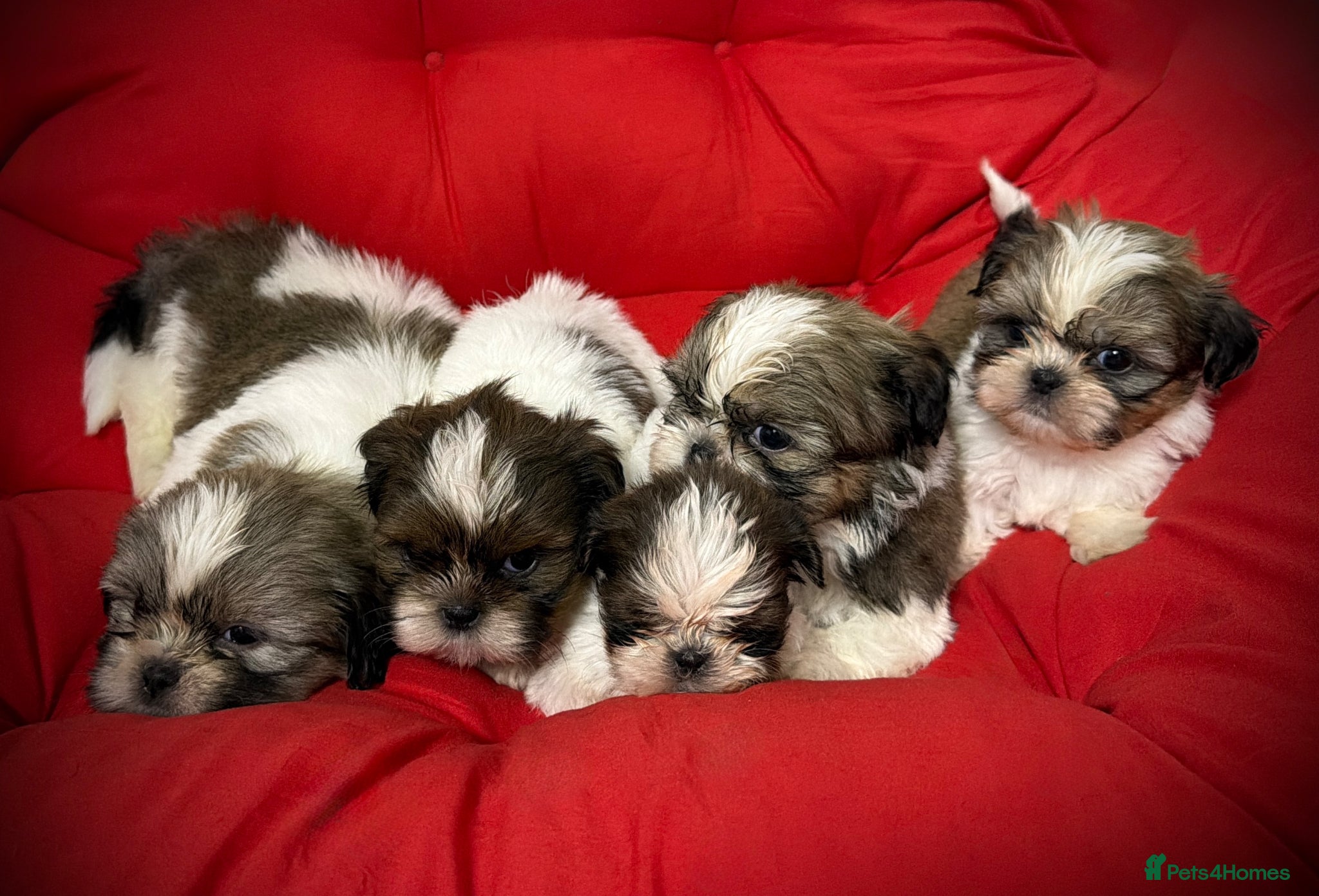Shih Tzu dogs PURE TINY SHIH TZU PUPPIES😍 - Advert 5