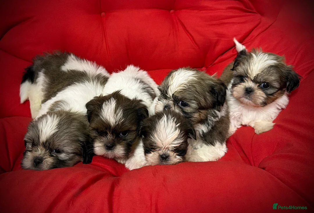 Shih Tzu dogs for sale: PURE TINY SHIH TZU PUPPIES😍 - Advert 1