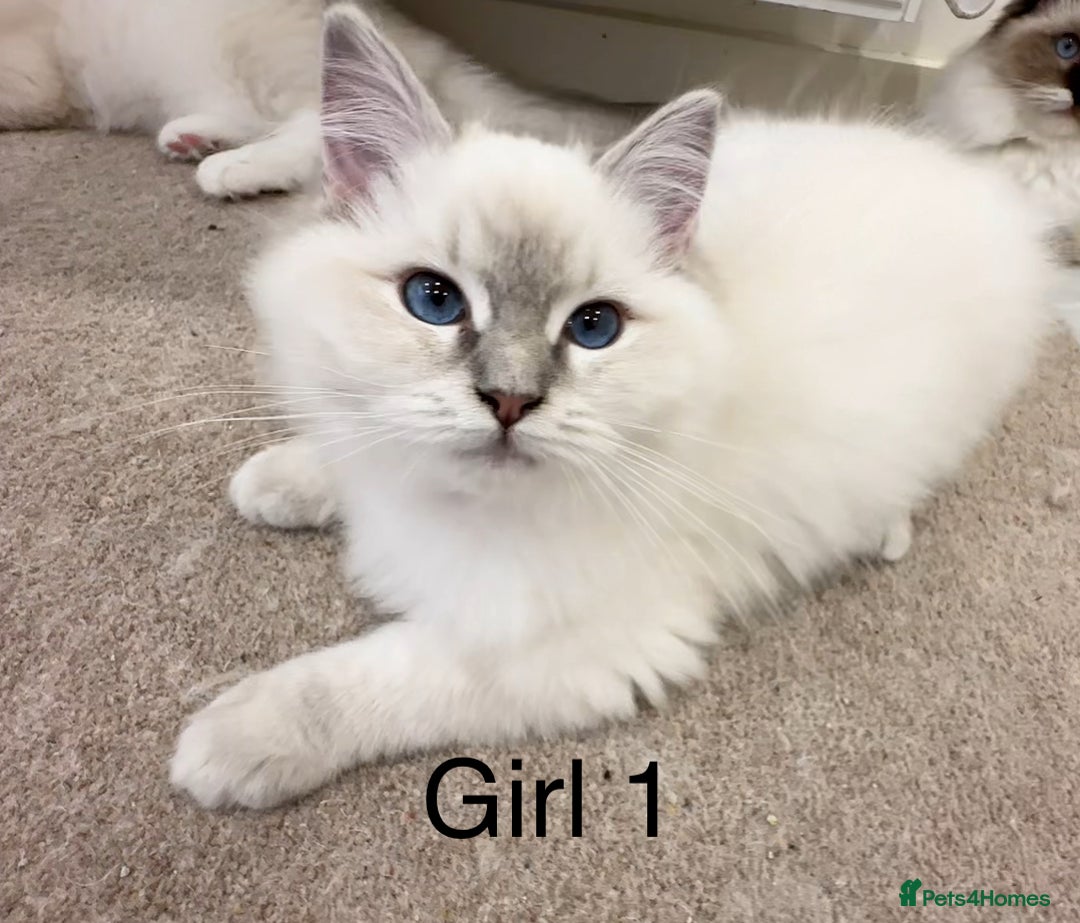 Ragdoll cats for sale: 4 Ragdoll kittens - Advert 3
