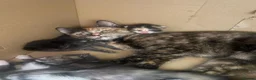 Mixed Breed cats for sale: 2 Beautiful Girls Left in Dover - Advert 13