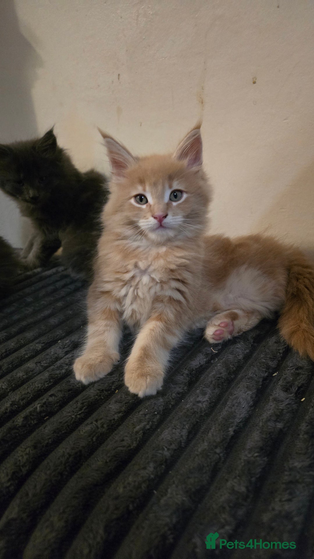 Maine Coon cats for sale: 5 beautiful maine coon ready to go - Advert 11
