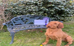 Hungarian Vizsla dogs for sale: Hungarian Wire Haired Vizslas - Image 4