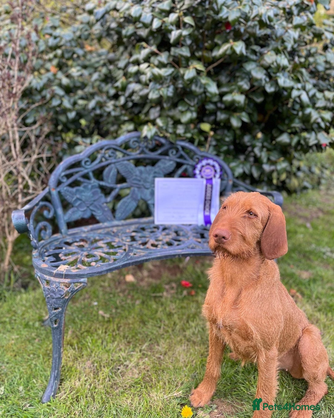 Hungarian Vizsla dogs for sale: Hungarian Wire Haired Vizslas - Image 4