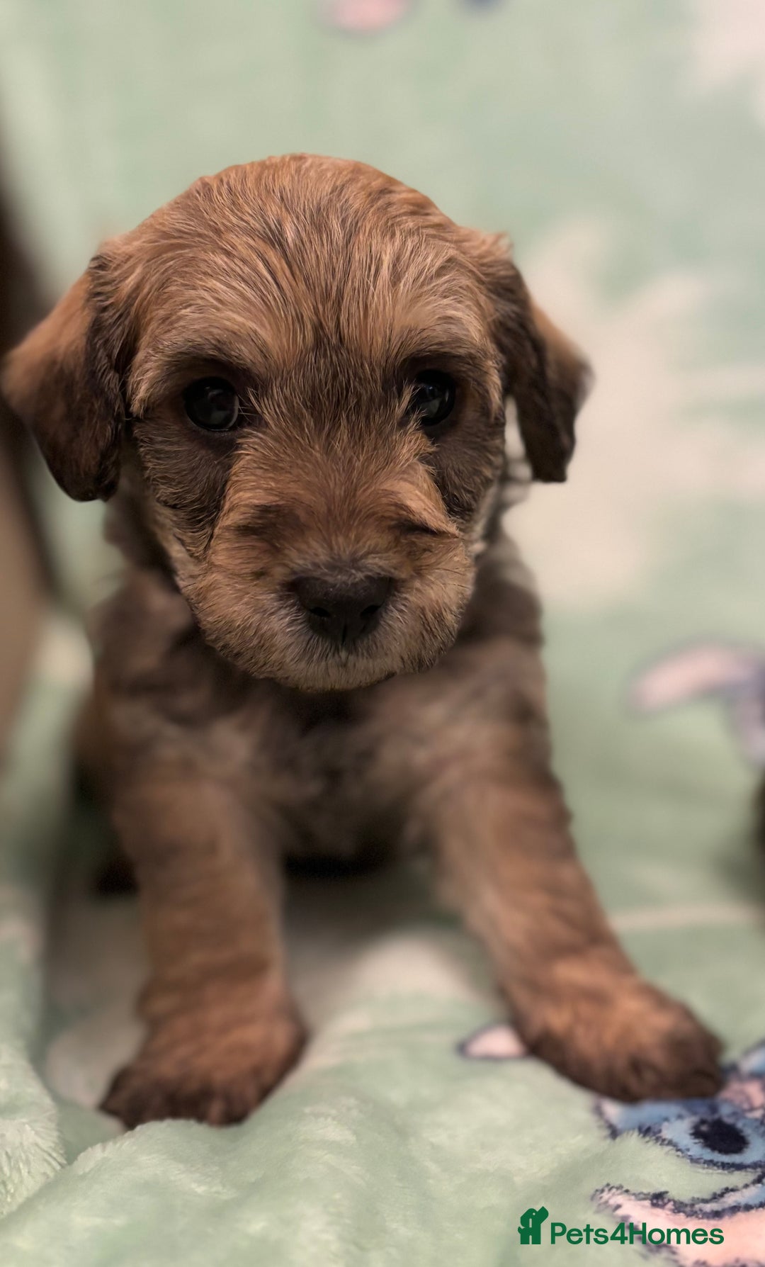 Mixed Breed dogs for sale: Westiepoo puppies - Advert 18