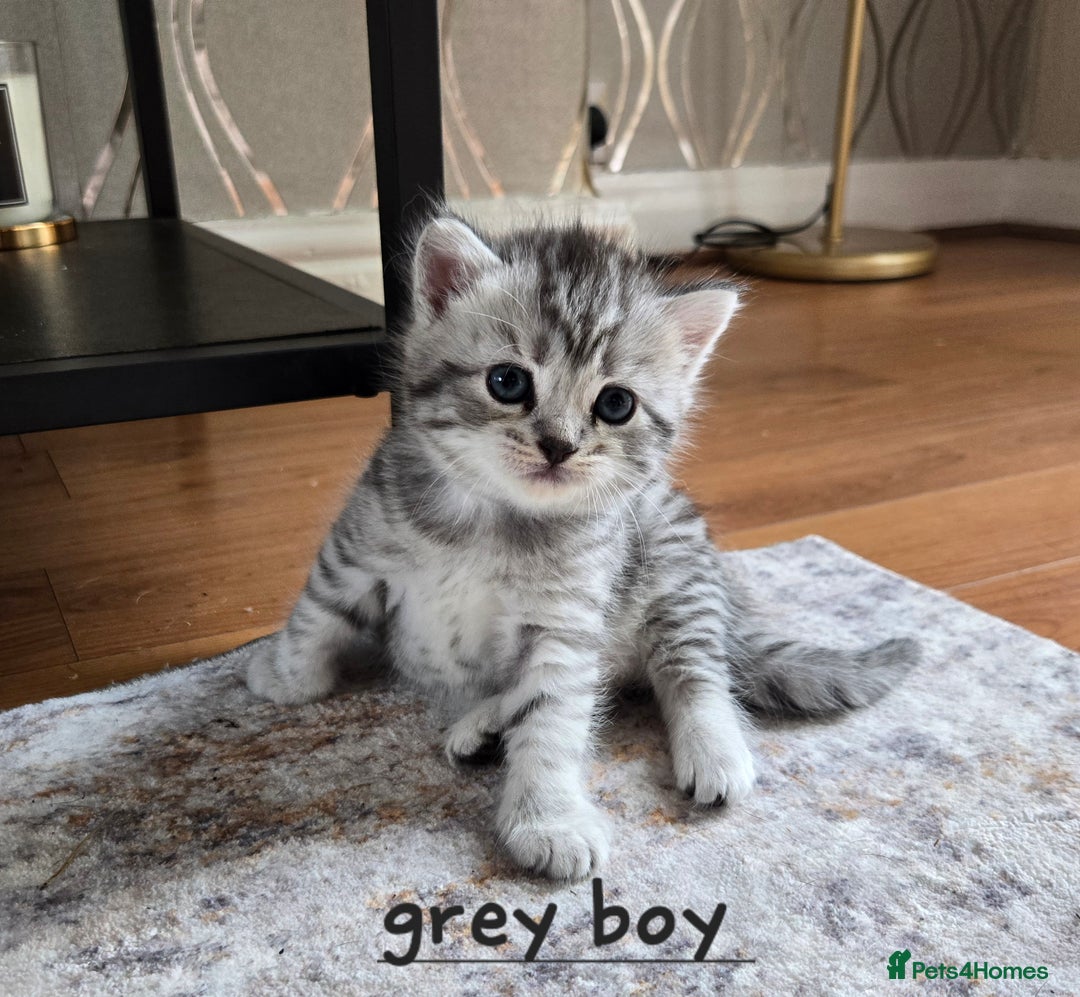 Mixed Breed cats for sale: Persian x kittens  - Image 16