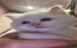 Ragdoll cats for sale: Kitten  - Advert 4