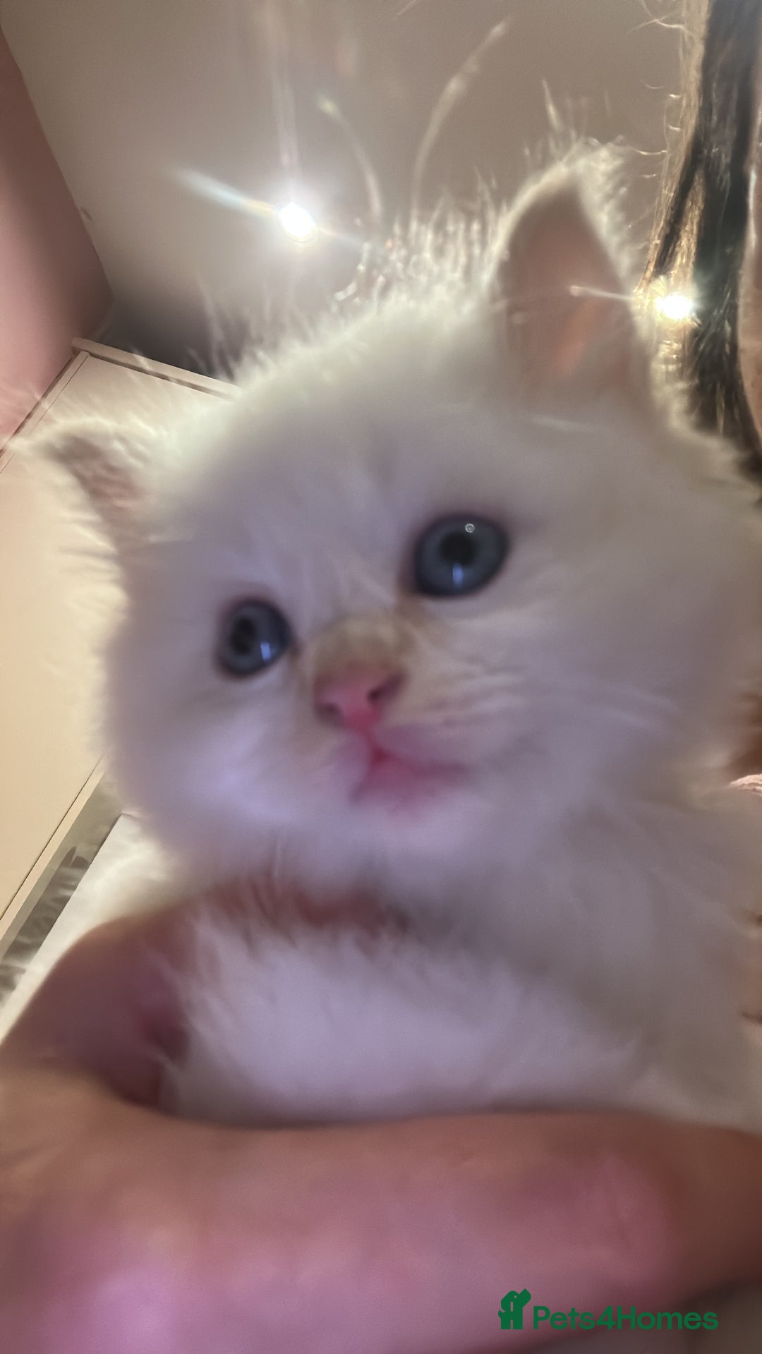 Ragdoll cats for sale: Kitten  - Advert 4