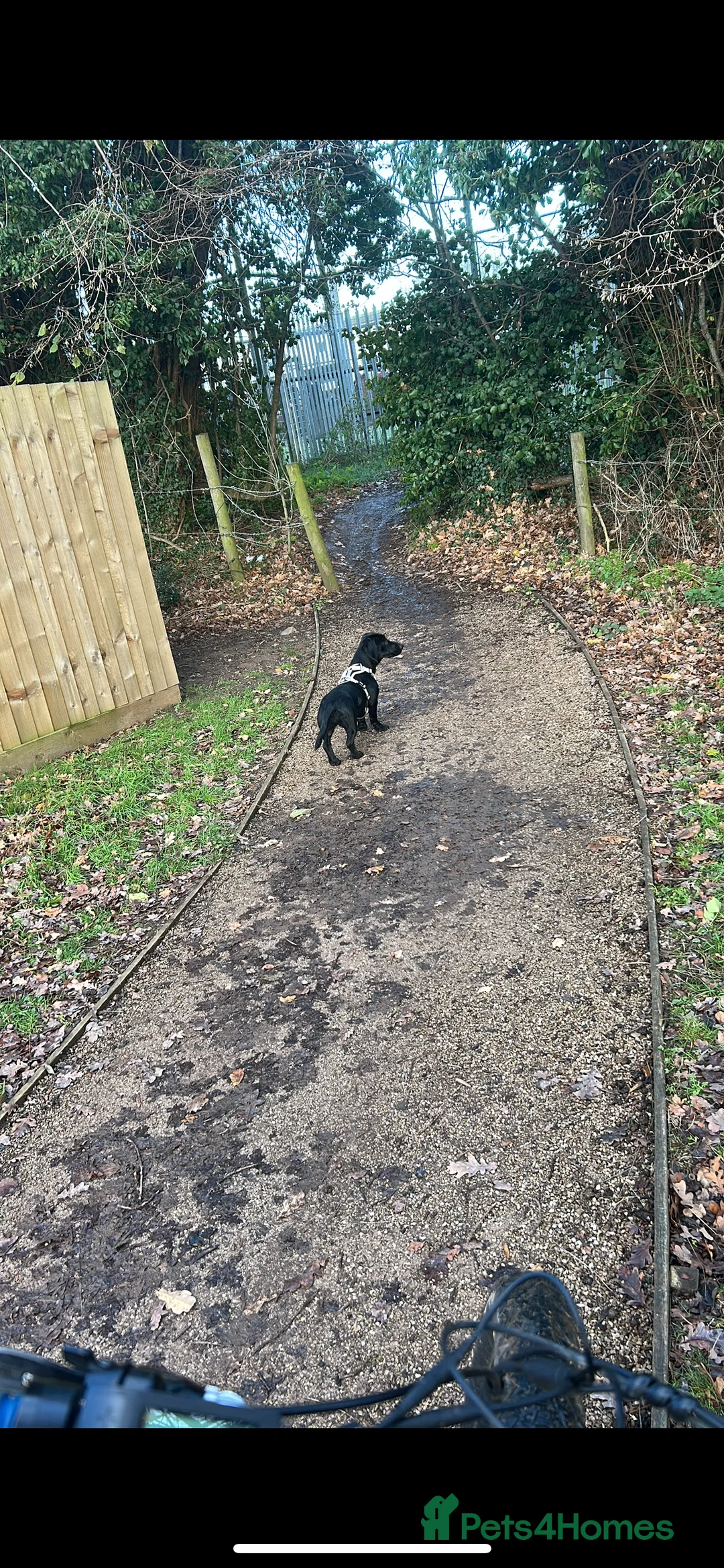 Mixed Breed dogs for sale: Looking for home  - Advert 10