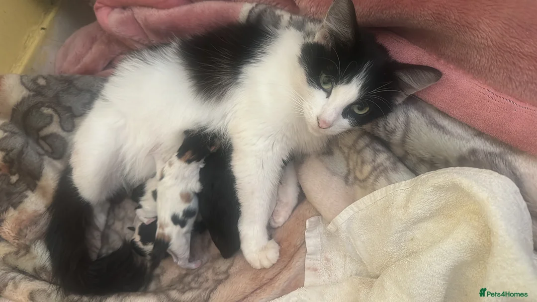 Ragdoll cats for sale:  calico x ragdoll kittens for sale! - Advert 4