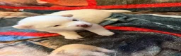 Pomeranian dogs for sale: 4 beautiful white Pomeranian boys  in Gloucester - Advert 3