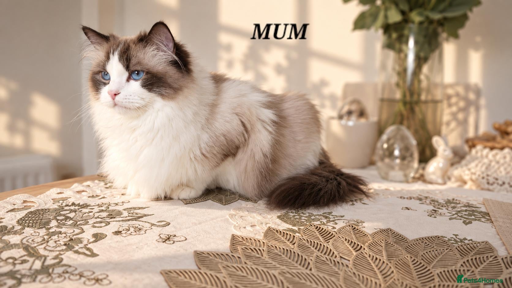 Ragdoll cats STUNNING TICA REGISTRED RAGDOLLS - Advert 2