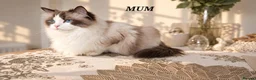 Ragdoll cats for sale: STUNNING TICA REGISTRED RAGDOLLS - Advert 7