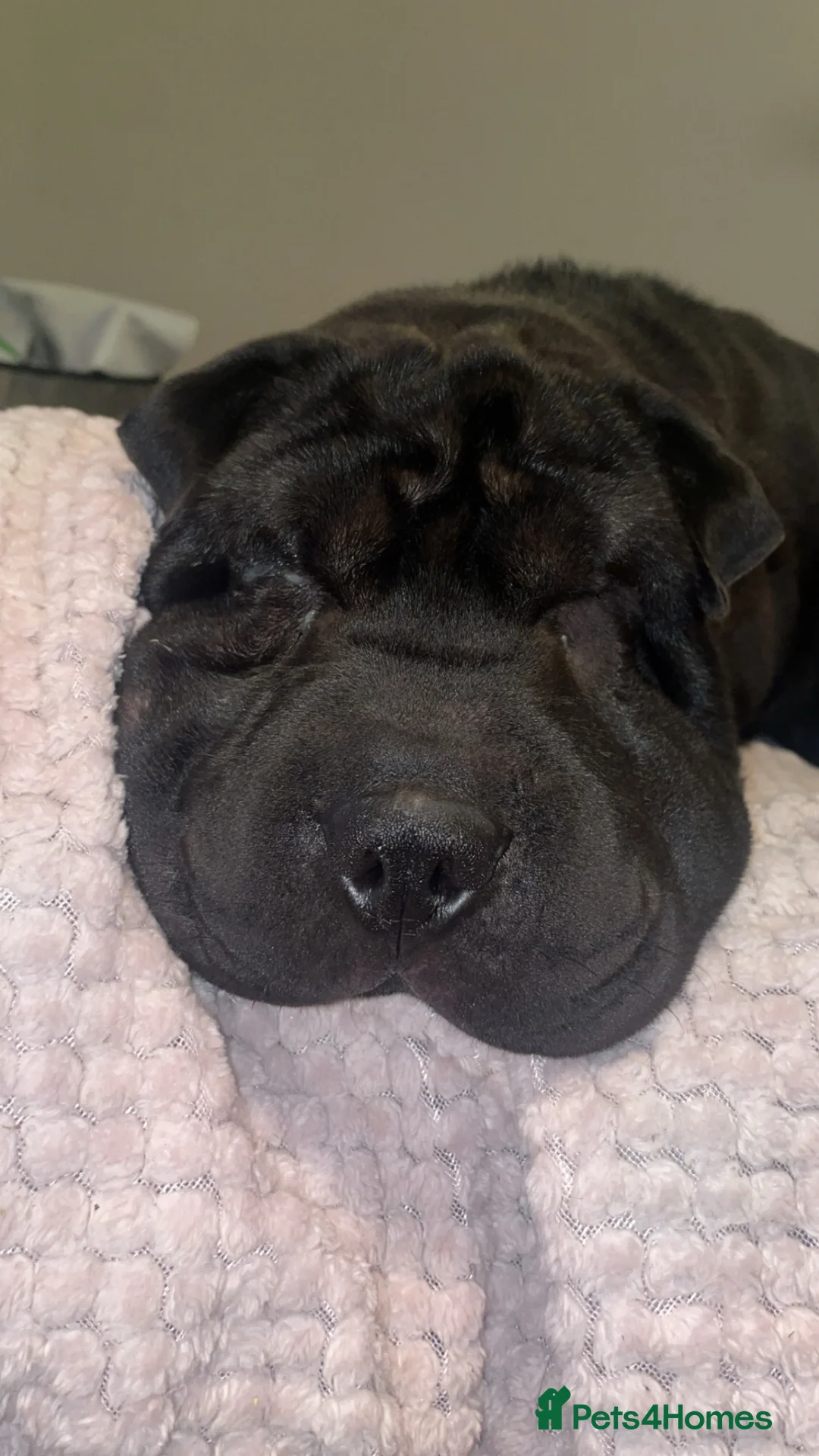 Shar Pei dogs for sale: Shar pei  in Great Yarmouth - Advert 2