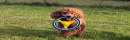 Miniature Poodle dogs for stud: Stunning health tested KC Red Miniature Poodle in Cannock - Advert 26