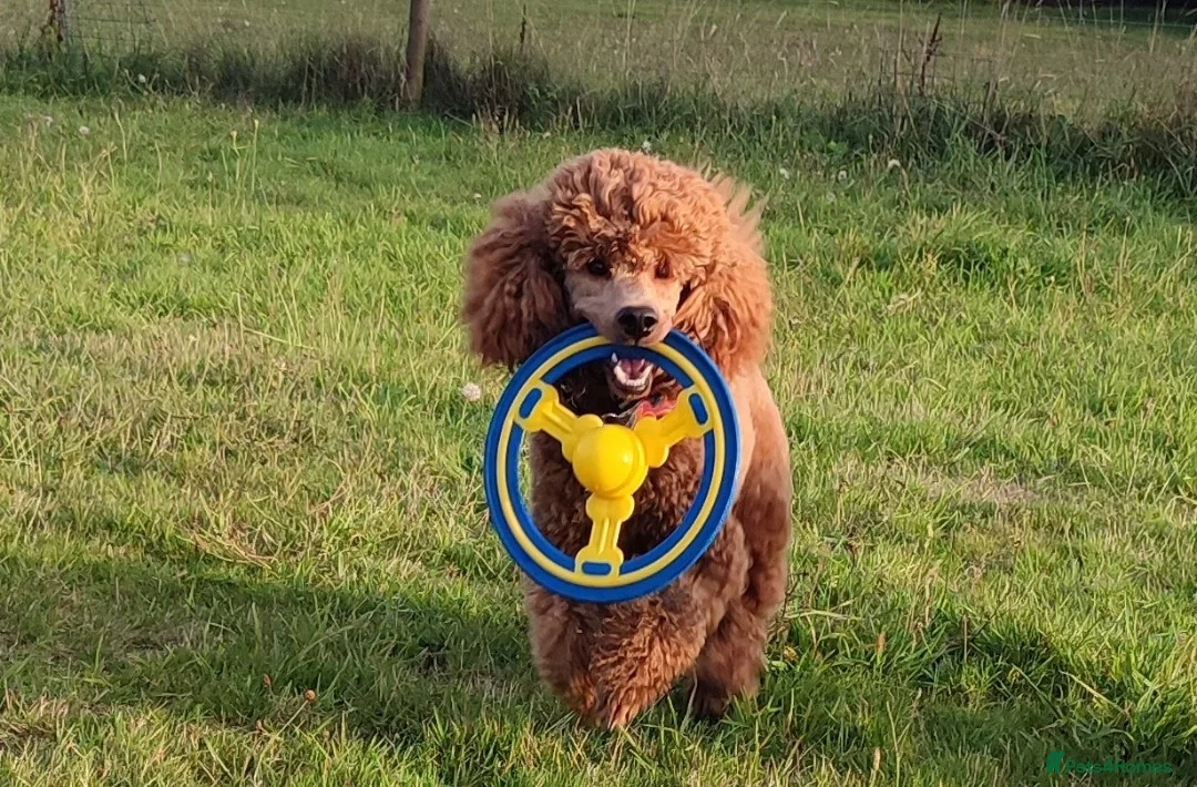 Miniature Poodle dogs for stud: Stunning health tested KC Red Miniature Poodle in Cannock - Advert 26