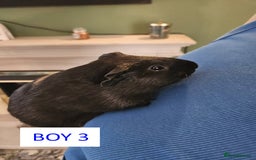 Guinea Pig rodents for sale: Male Guinea Pigs For Sale - Image 5