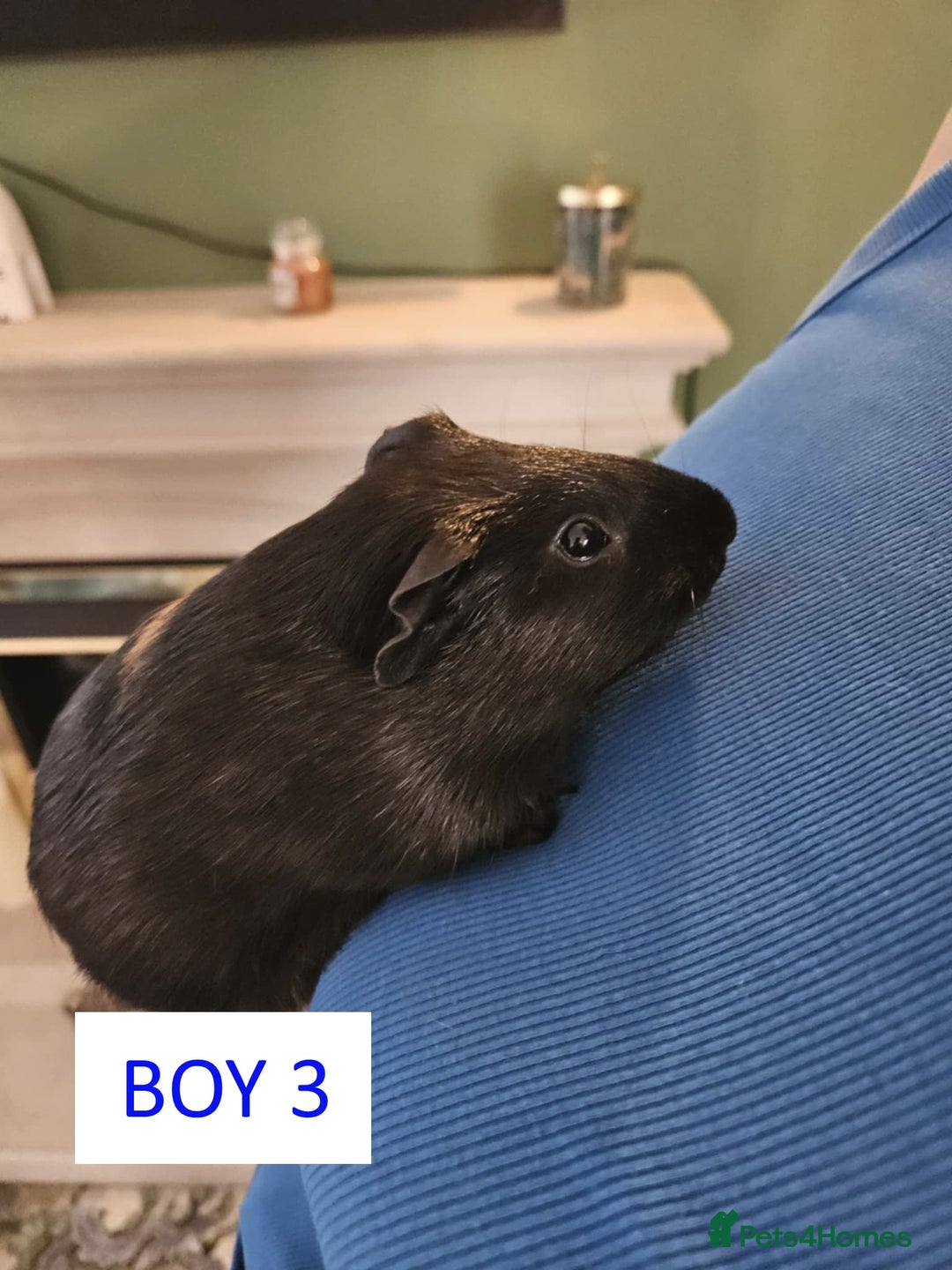 Guinea Pig rodents for sale: Male Guinea Pigs For Sale - Image 5