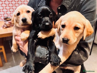 Labrador Retriever dogs Only 4 labs left! Pups ready next week! - Advert 16