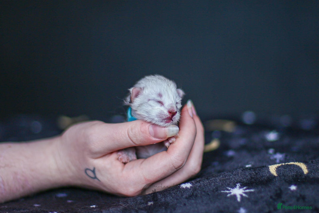 Maine Coon cats for sale: TICA PEDIGREE MAINE COON SHADED KITTENS AVAILABLE - Advert 5