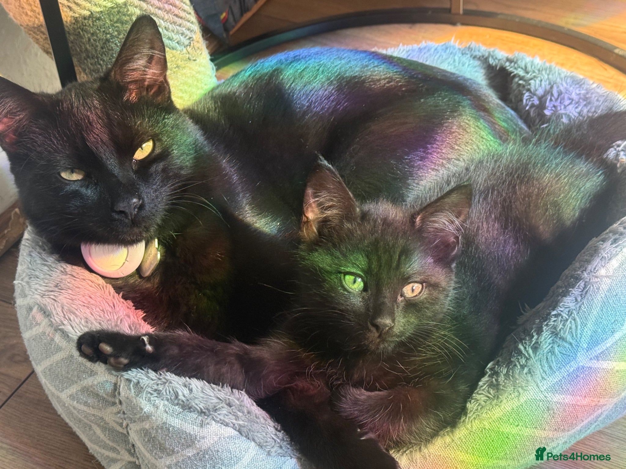 Mixed Breed cats Kittens for sale  - Advert 3