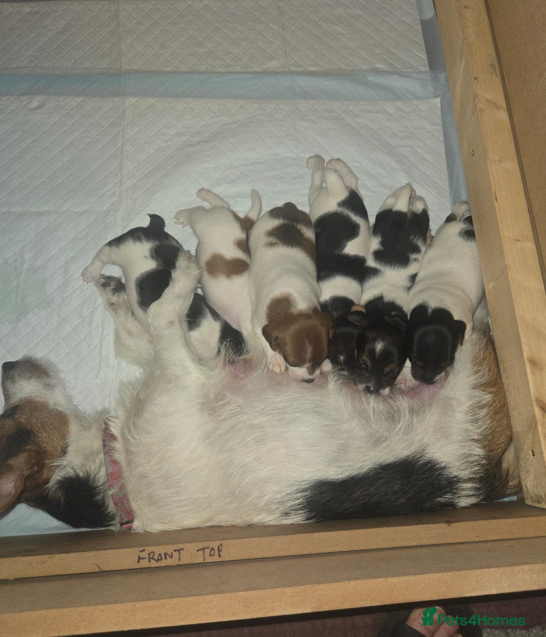 Jack Russell dogs for sale: Jack Russell puppies tri colour  - Advert 2
