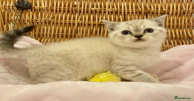 British Shorthair cats 🧸EXCEPTIONAL QUALITY PURE BREED BSH TEDDY BEARS🧸 - Advert 1