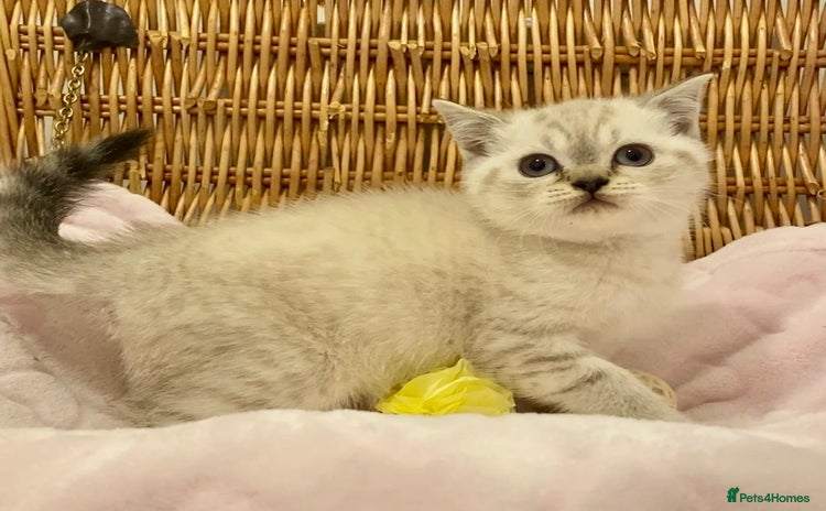 British Shorthair cats 🧸EXCEPTIONAL QUALITY PURE BREED BSH TEDDY BEARS🧸 - Advert 3