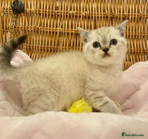 British Shorthair cats 🧸EXCEPTIONAL QUALITY PURE BREED BSH TEDDY BEARS🧸 - Advert 3