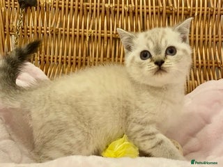 British Shorthair cats 🧸EXCEPTIONAL QUALITY PURE BREED BSH TEDDY BEARS🧸 - Advert 17