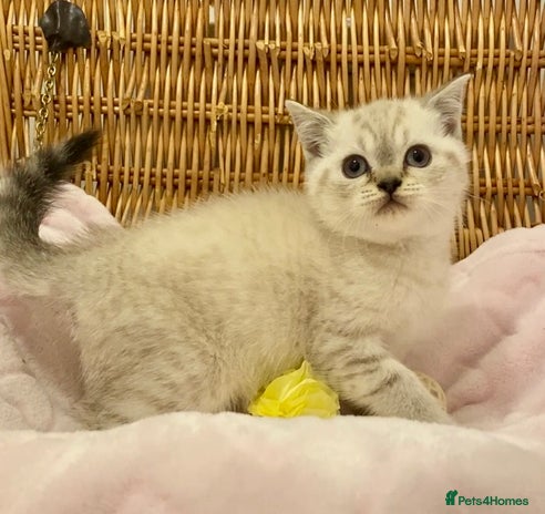 British Shorthair cats 🧸EXCEPTIONAL QUALITY PURE BREED BSH TEDDY BEARS🧸 - Advert 3