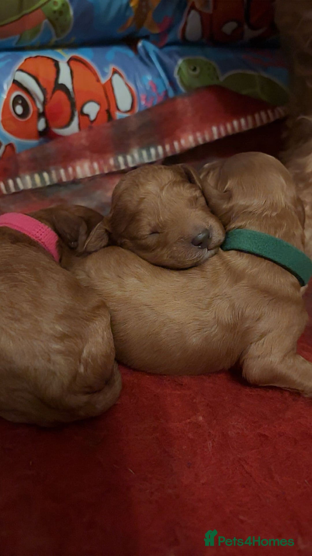 Cavapoo dogs for sale: F1B Red Toy Cavapoos- Health Tested  ************  - Advert 27