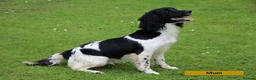 English Springer Spaniel dogs for sale: Health Tested English Springer Spaniel Puppies - Advert 5