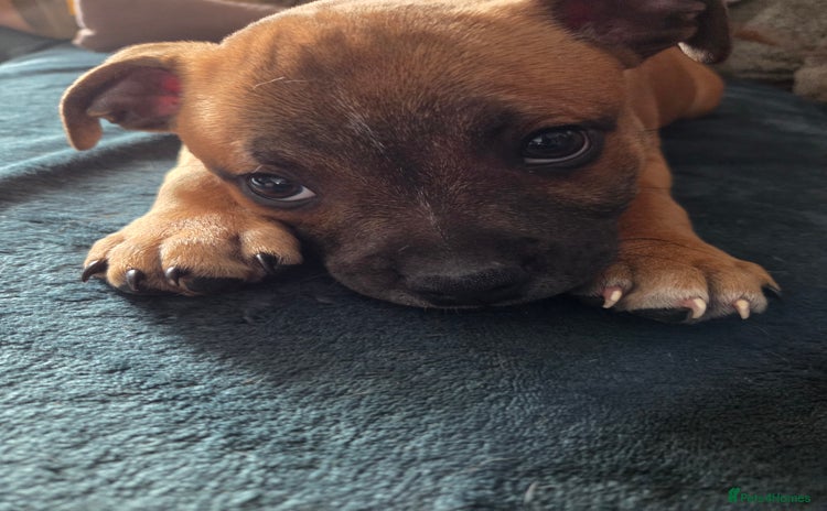 Staffordshire Bull Terrier dogs in Swansea - Advert 2