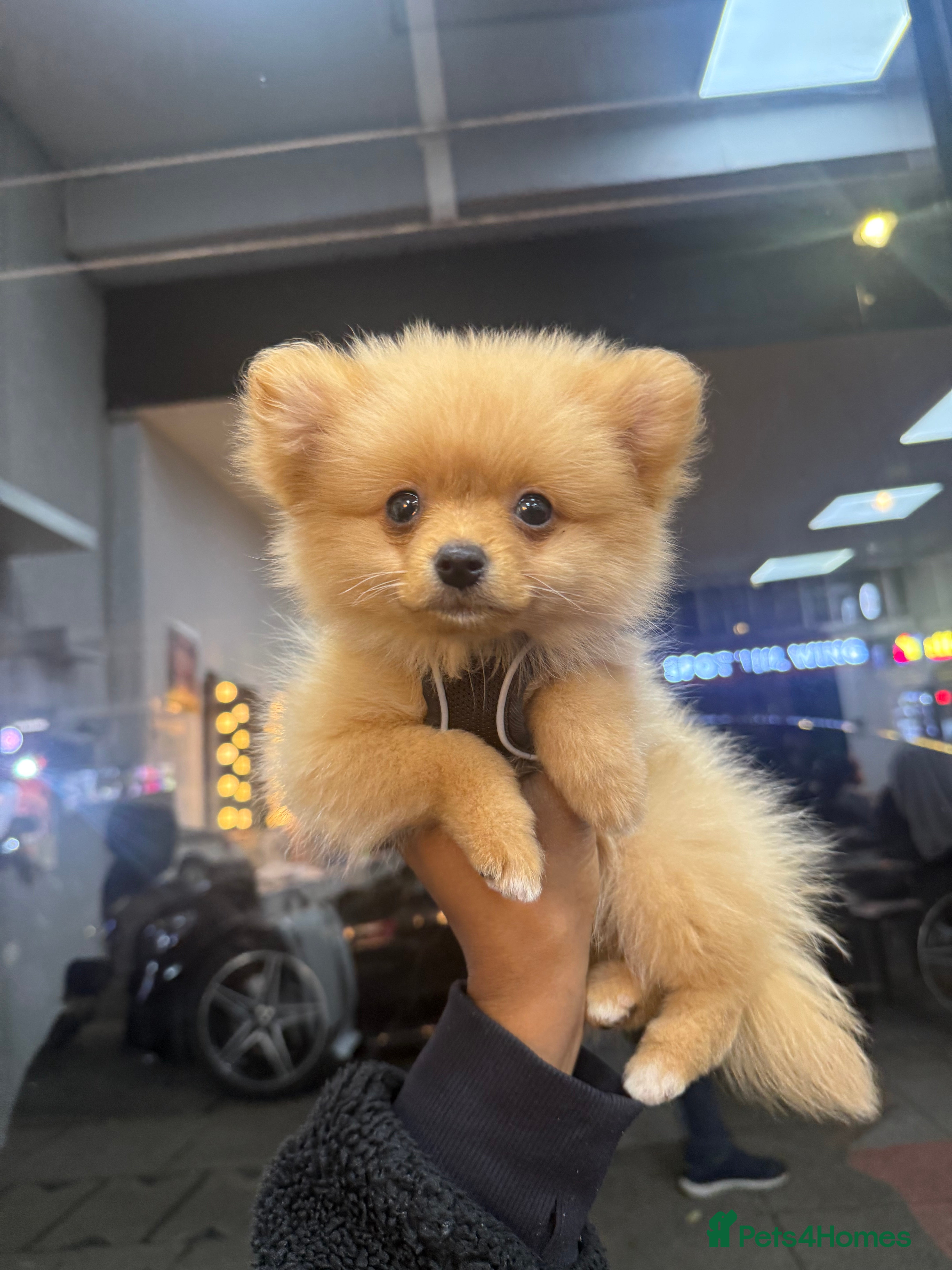 Pomeranian dogs Baby chino- 4 month old pom - Advert 2