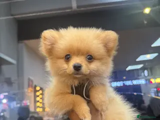 Pomeranian dogs Baby chino- 4 month old pom - Advert 18