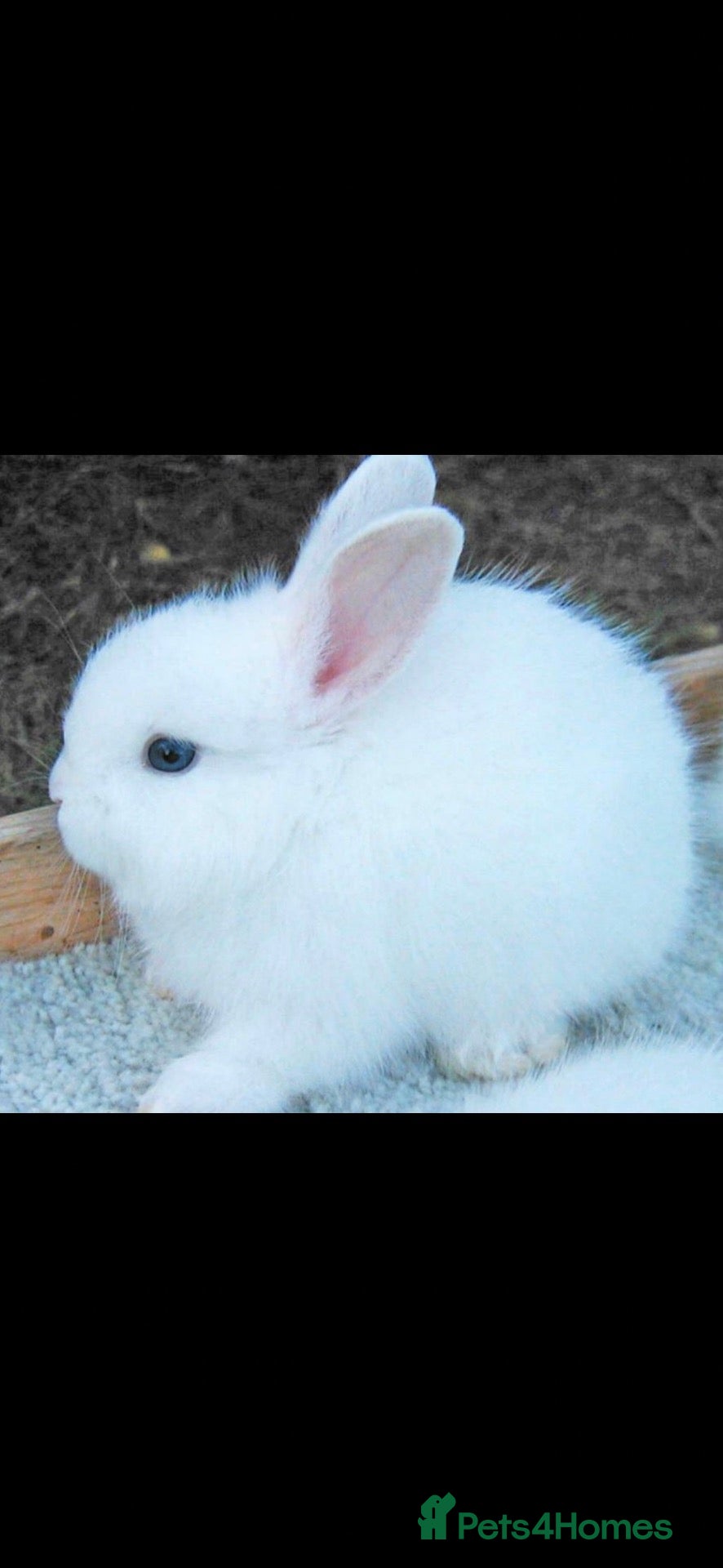Mixed Breed rabbits Gorgeous white baby bunnies - Advert 4