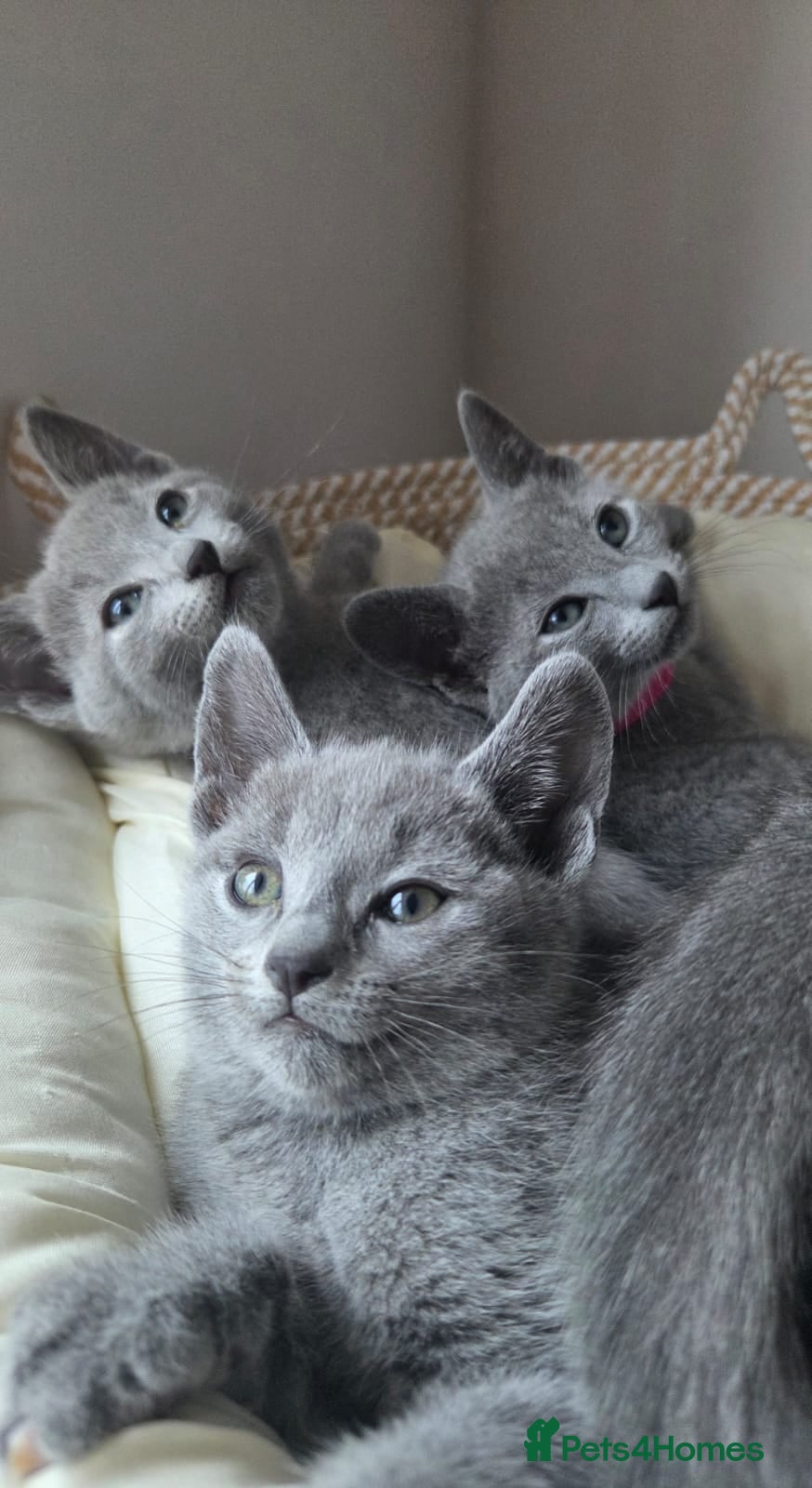 Russian Blue cats 💙  Russian Blue Kittens – Champion Line, TICA - Advert 2