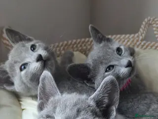 Russian Blue cats 💙 Russian Blue Kittens – Champion Line, TICA - Advert 2