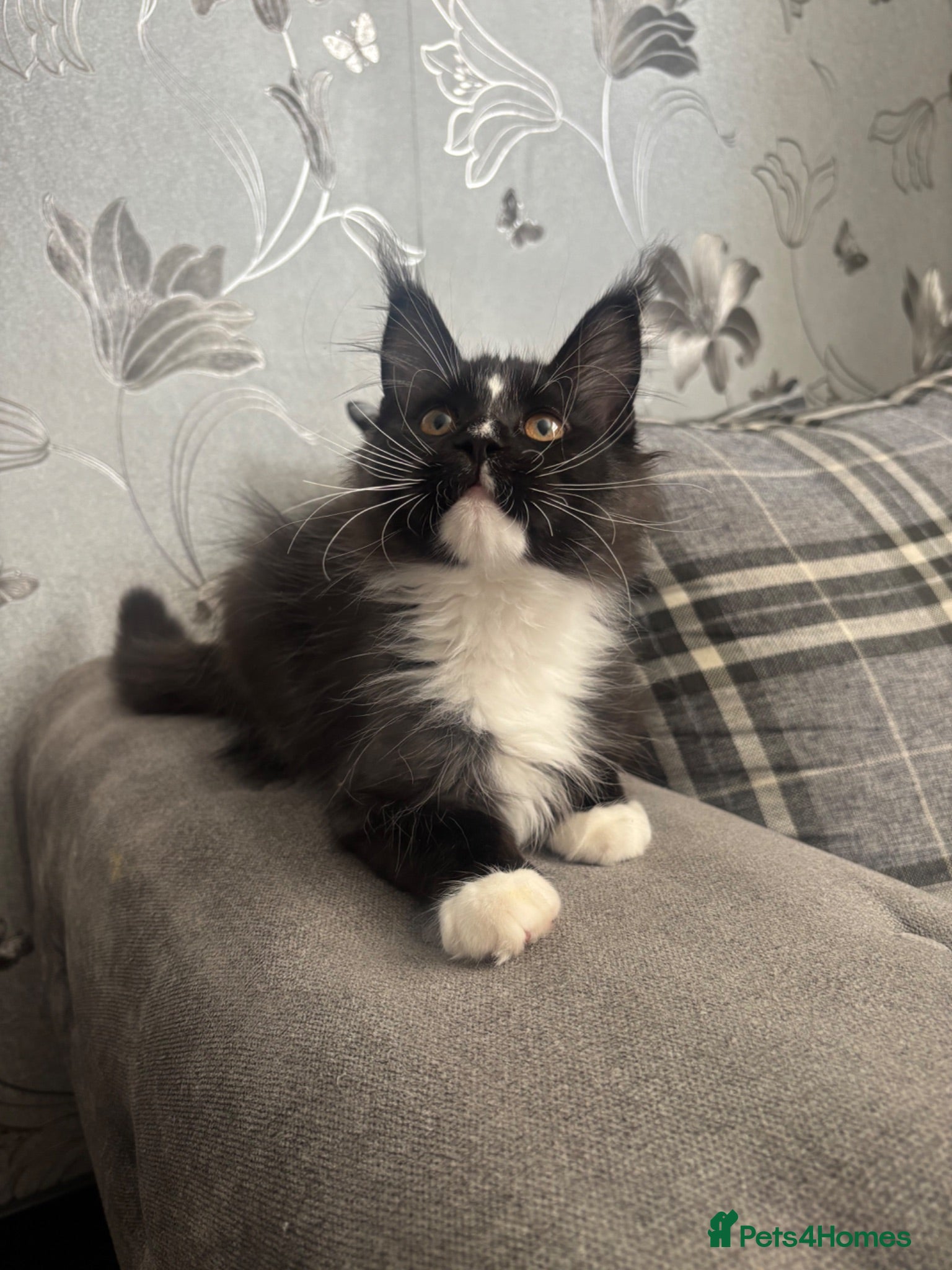 Maine Coon cats AMAZING TICA REGISTERED HEALTH TESTED KITTENS  - Advert 2
